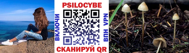 Купить  Кингисепп  Галлюциногенные грибы Psilocybine cubensis 